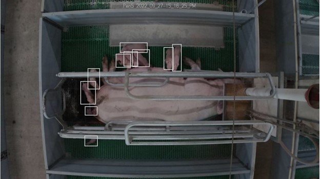 image of farrowing 2