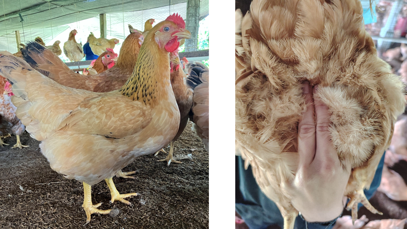 Understanding Sexual Maturity in Layers: Physiology, Management, and Impact on total hatching eggs per hen house (HE/HH)