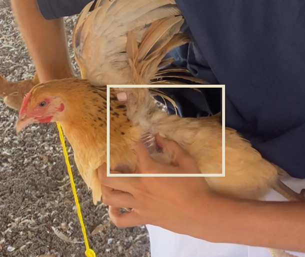 How to find the "fat vein"?