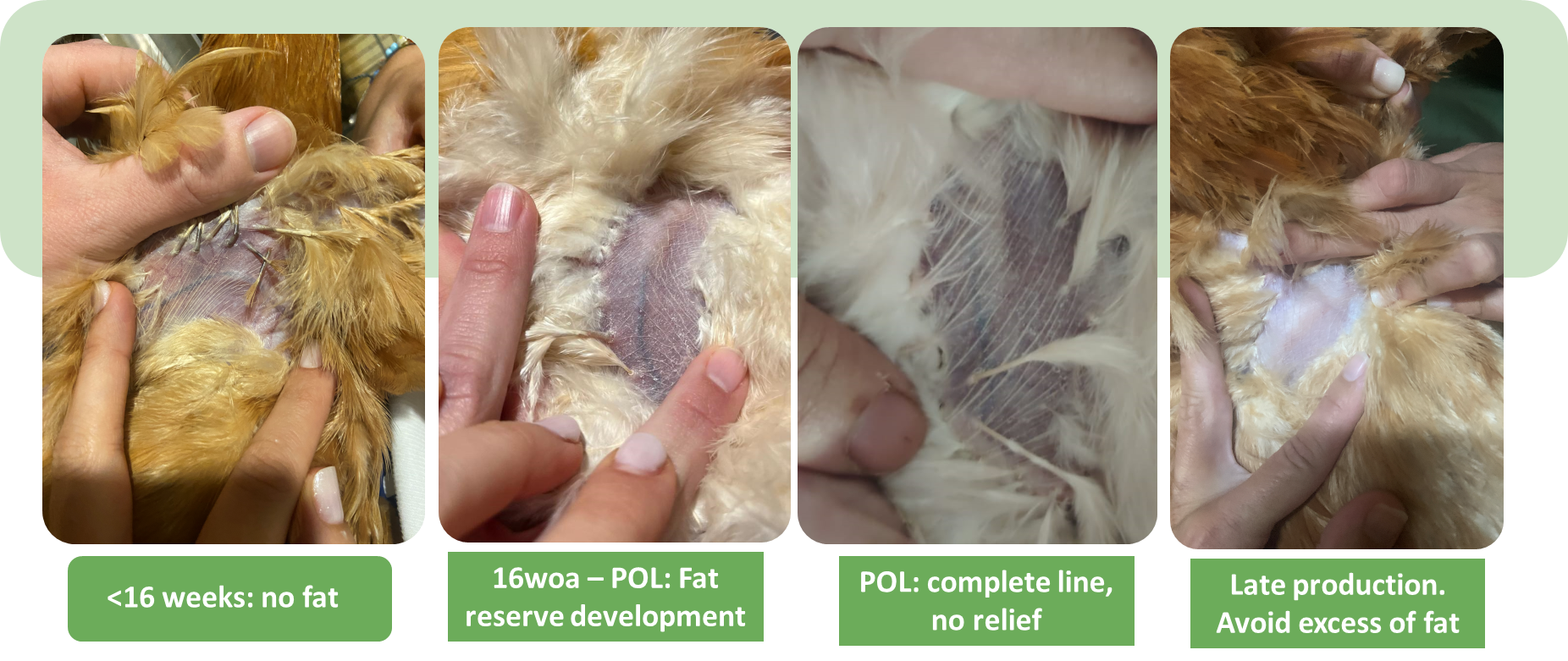 sexual maturity graph