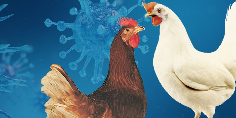 Laying hens unlock natural defences to ward off disease
