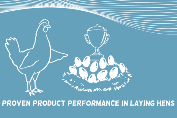 laying hens performance video thumbnail.png