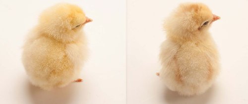 male chicks.JPG