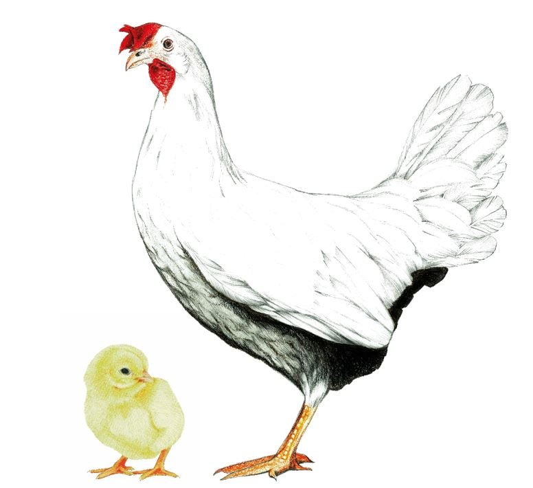 mother and young chick.JPG