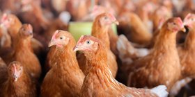newcastle disease