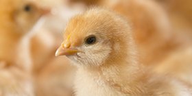one day old chick 598px.jpg