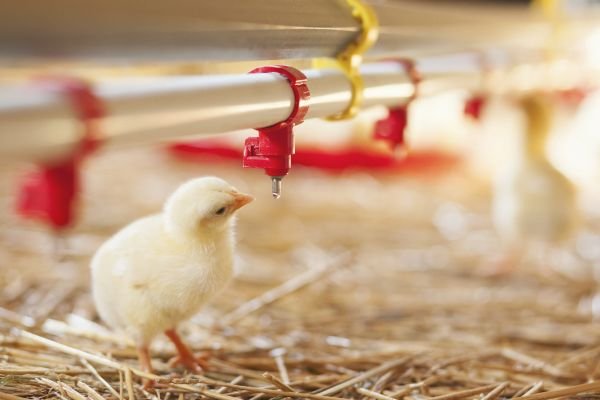 Optimal Chick Start: Unlocking Excellence