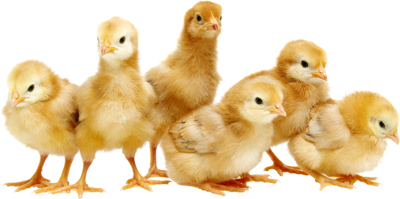 one day old chickens transparent.png