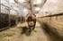 danish duroc