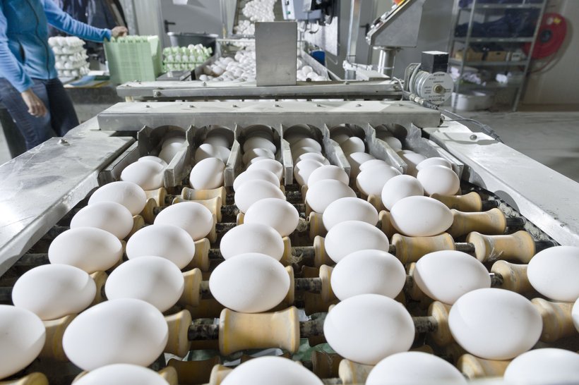 Reaching the mission of 500 first quality eggs