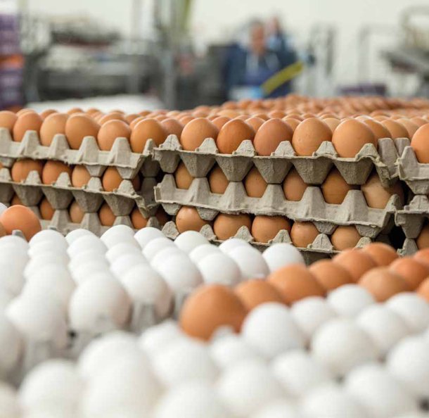 commercial egg production.jpg