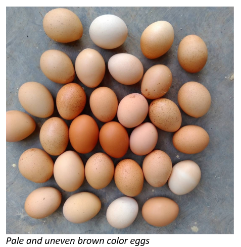 pale eggs