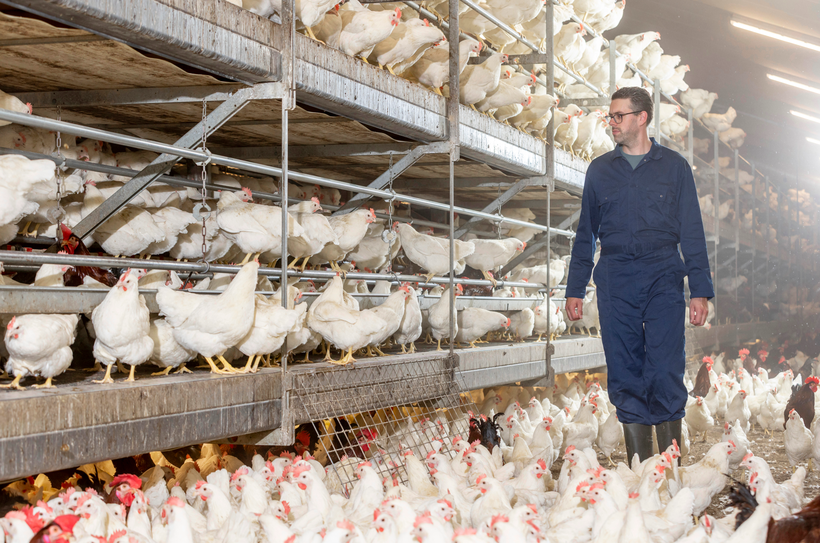 Prevention of Floor Eggs in Breeder and Commercial Layer Flocks