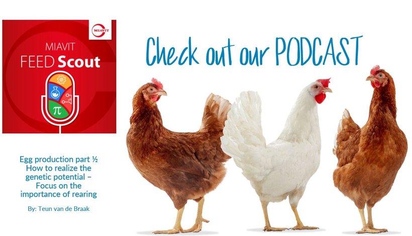 Check out the MIAVIT Podcast : How to realize the genetic potential, focus on the potential of rearing