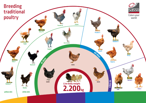 Sasso Traditional Poultry Product Portfolio.png