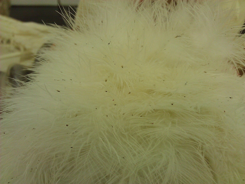 poultry mites Rafael 2.png