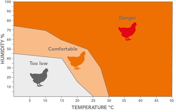 réduire le stress thermique chez les volailles.jpg