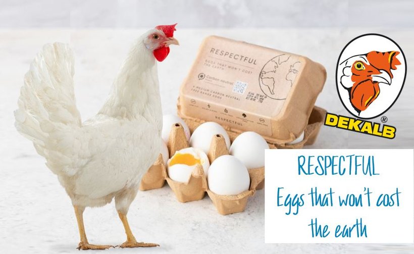 Highlight on egg marketing: Respectful eggs