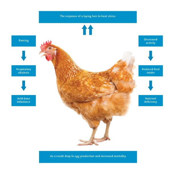 response of a laying hen to heat stress English.jpg