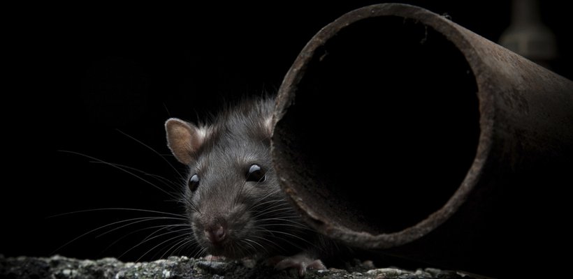 Hold the line against rodents this winter