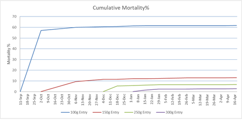 Şekil 2: Her grubun kümülatif mortalite yüzdesi.