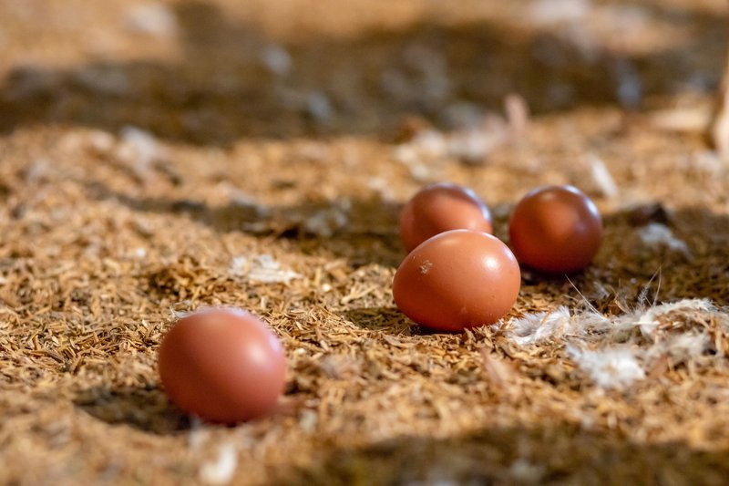 EGG WASHING - profit from the dirty eggs produced at your poultry farm