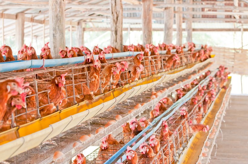 Maintaining Productivity in Hot and Tropical Climates