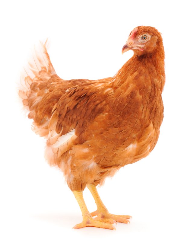 shutterstock_1788953210