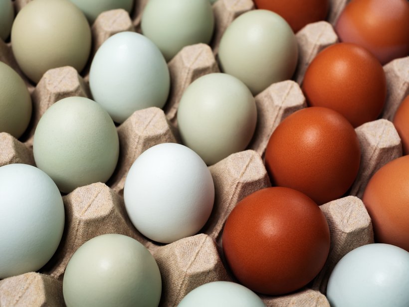 Eggshell color Eggsplained