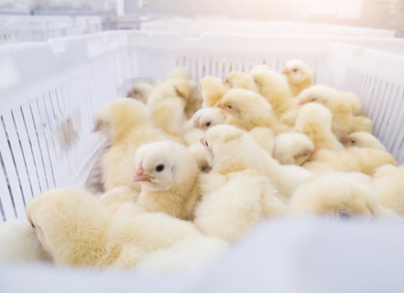From Egg to Chick: how good hatching egg management impacts chick quality