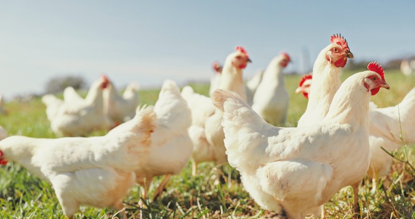 Jarní prodej kuřic v Práčích