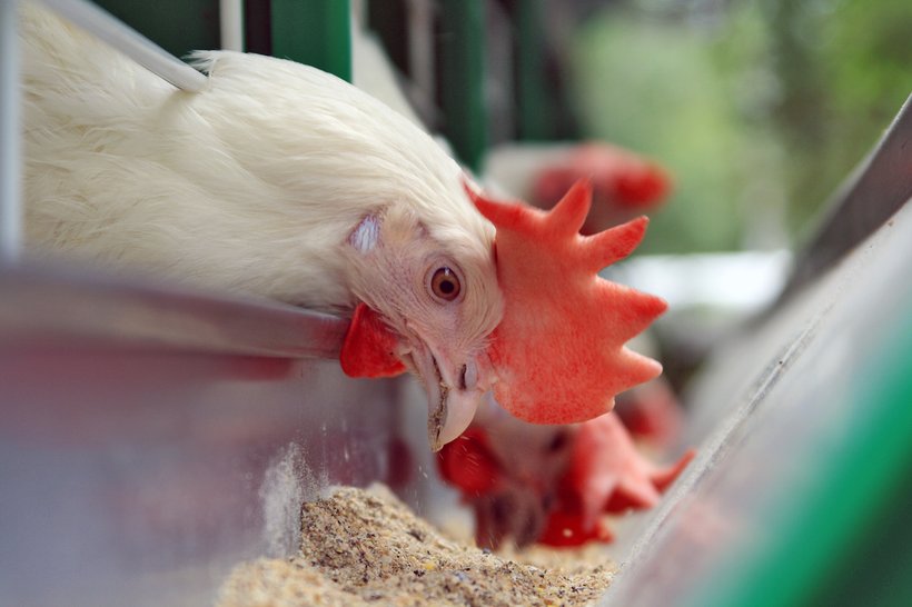 The importance of feed particle size (granulometry) in laying hens