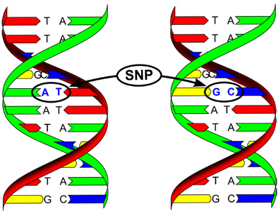 SNP dna