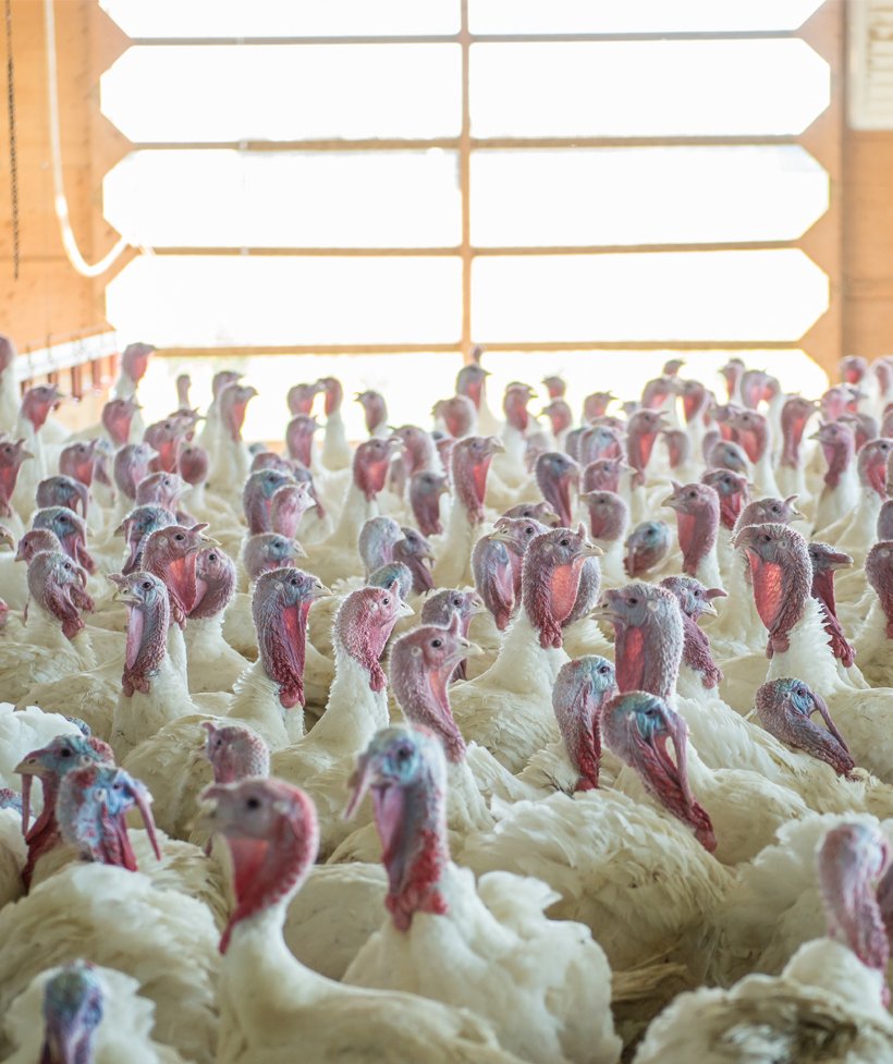 A guide to evaporative cooling systems in your turkey barn