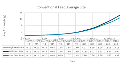 Shows average fish weight for each feed rate using conventional starter feeds.