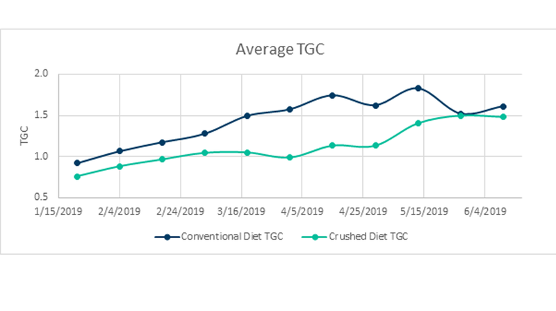 Muestra el TGC promedio para los tanques alimentados con dieta estándar y los tanques alimentaron una dieta molida.