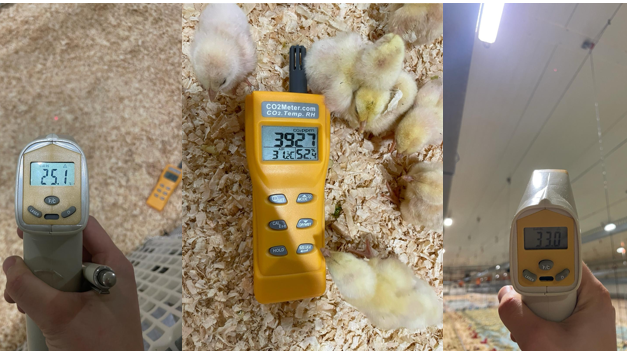 temperatura chick placement