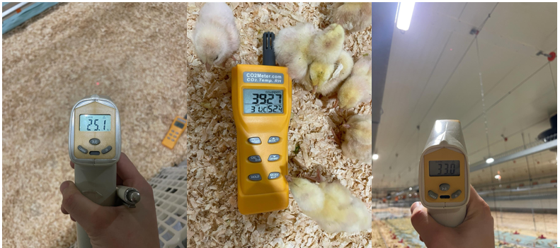 temperatura chick placement