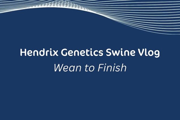 Hendrix Genetics Swine Vlog Wean to Finish