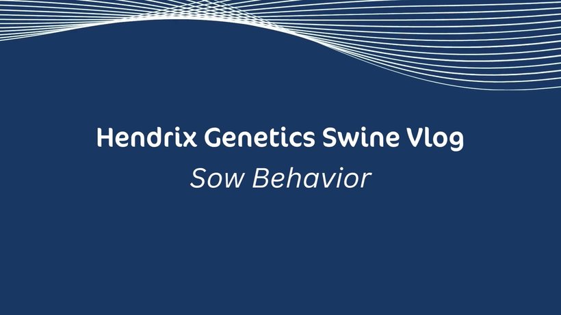 Hypor Vlog - Sow Behavior