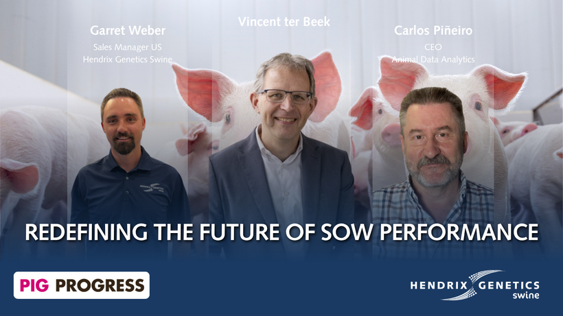 Redefining Sow Performance Through Management, Data, and Balanced Genetics