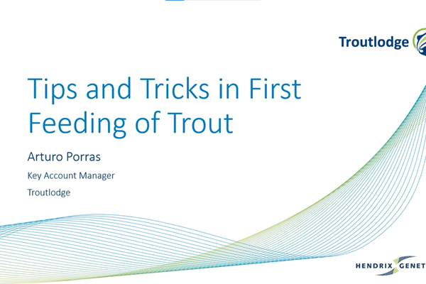 tips and tricks feed of trout
