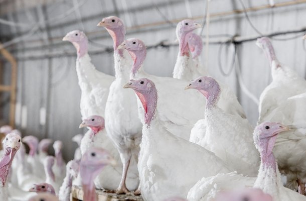 turkey test farm.jpg