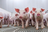 Nexus-pigs