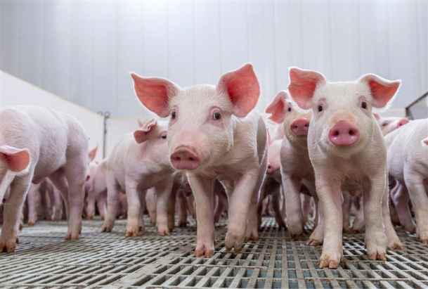 Full Ownership Marks Next Step for Hendrix Genetics Swine