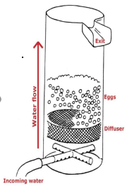 upwelling incubator