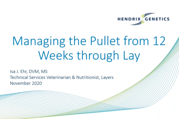 vid thumbnail-Managing the pullet from 12 weeks through lay.png