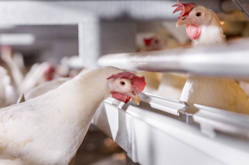 Feeding for Genetic Potential: Technical highlights from the Hendrix Genetics Nutrition Guide for laying hens