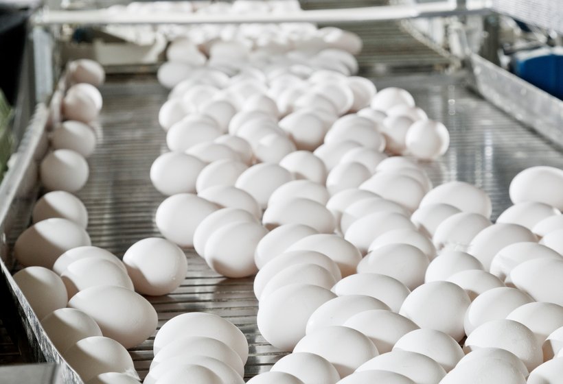 white eggs conveyor belt setting standards