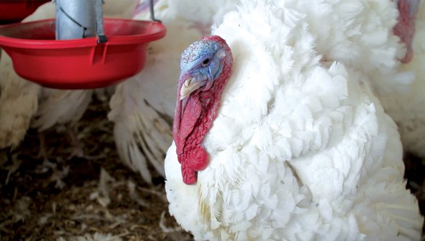 xl turkey by feeder